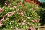 DSCN1764