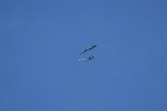 Vampire, Hunter, Mirage III, Tiger SUI