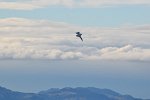 F/A-18 Hornet Solo Display