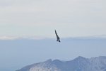 F/A-18 Hornet Solo Display