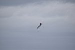 F/A-18 Hornet Solo Display