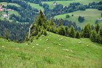 Wildestei