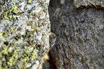 Greina / Campo - Scaletta