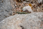 Lézard