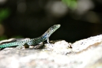 Lézard ©KG