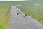 bei Greetsiel