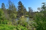 Großes Moor bei Bokel