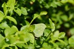 Nachtfalter "Grünes Blatt" (Geometra papilionaria)