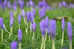 Krokus
