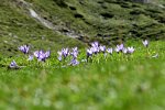 Krokus