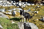 Alpabzug (fin des vacances)