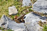 Brauner Grasfrosch