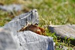 Brauner Grasfrosch