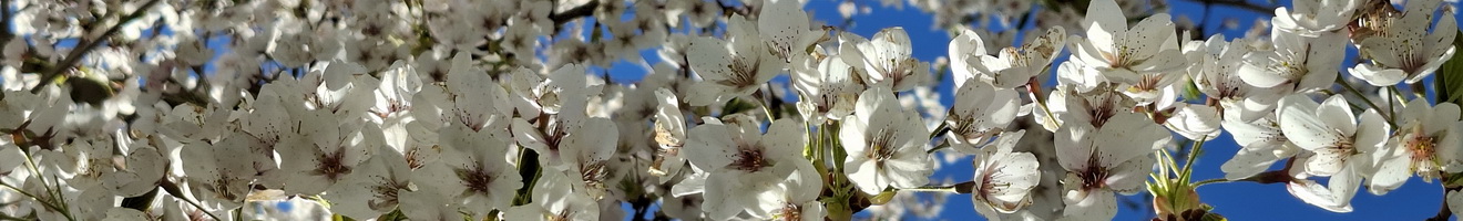 Kuran's bewegendes Web