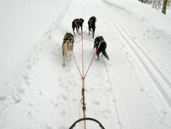 Musher2009