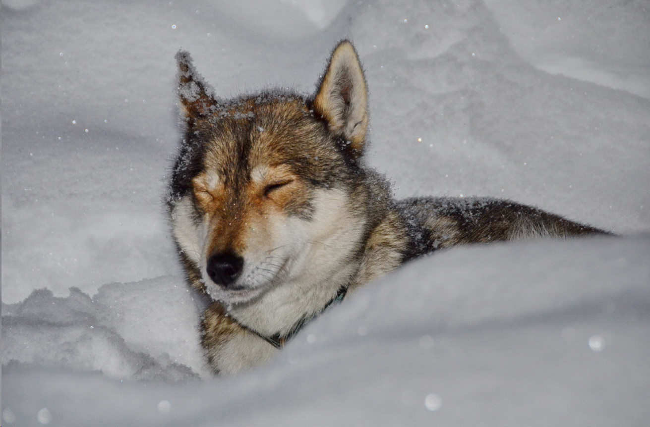 LapplandHusky2012