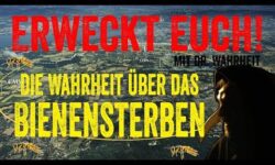 DIE WAHRHEIT &Uuml;BER DAS BIENENSTERBEN